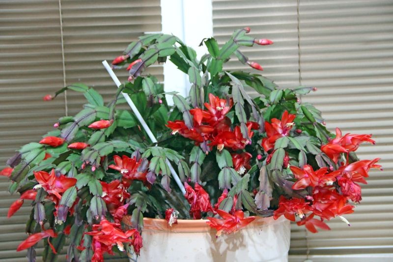 Jak przywrócić grudnikowi zielony kolor? 