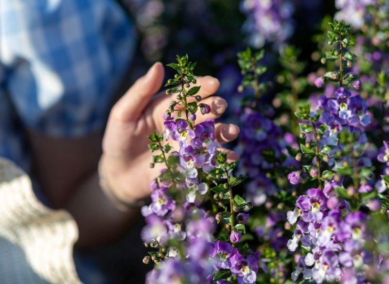 Angelonia jest łatwa w pielęgnacji.