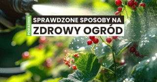 Choroby i szkodniki w ogrodzie letnim