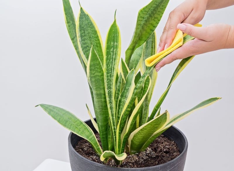 Sansewieria wolniej rośnie, gdy na jej liściach jest dużo kurzu.