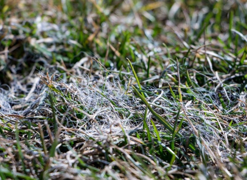 Pleśń śniegowa to choroba, która bardzo często dotyka trawniki po zimie.
