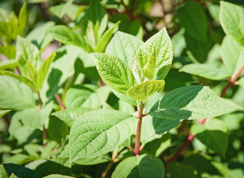 Jeśli w liściach hortensji zabraknie chlorofilu, stracą intensywnie zieloną barwę.