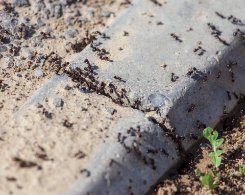 Żadne niebieskie granulki czy inna chemia. Mam swoje sposoby na mrówki w ogrodzie i w domu