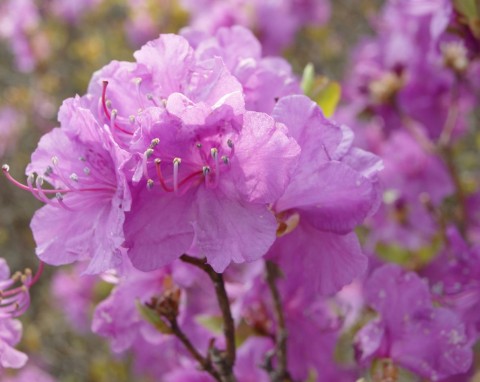 Najwcześniej kwitnący gatunek rododendrona. Różanecznik dahurski obsypuje się kwiatami już w lutym