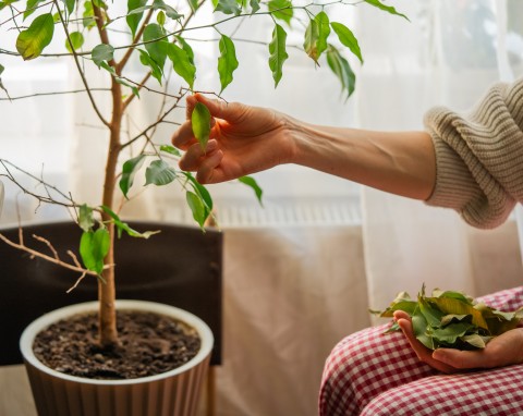 Fikus benjamina cały czas gubi liście? Musisz działać szybko, żeby go uratować
