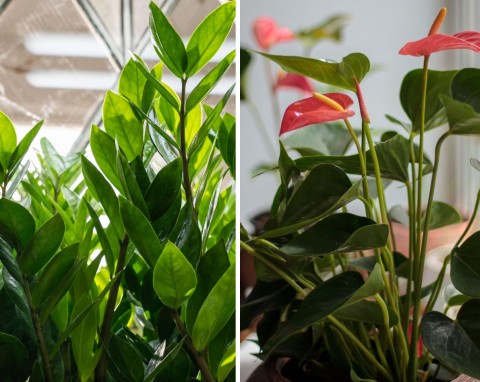 Chcesz, aby twoje rośliny bujnie rosły i pięknie kwitły? Zrób uniwersalny nawóz z… kaszy
