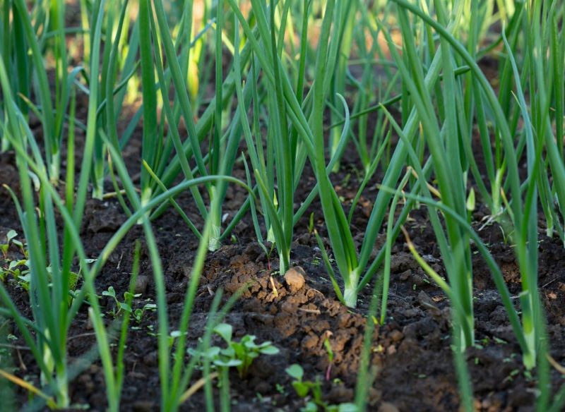 Podstawą pielęgnacji cebuli jest podlewanie i nawożenie.
