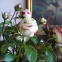 Pozostałe, Lipcowe ogrodowe fotki............... - ................i róże w domu..................