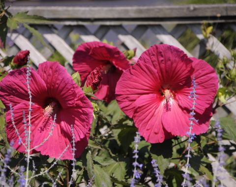 Te zachwycające rośliny ozdobią twój ogród i balkon! Wszystko, co musisz wiedzieć o hibiskusach