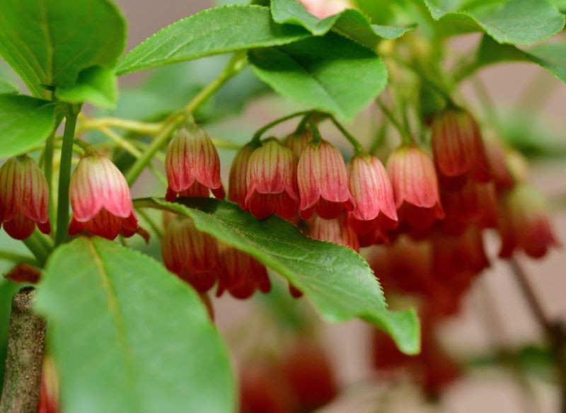 Enkianty lubią mieć wilgotne podłoże.