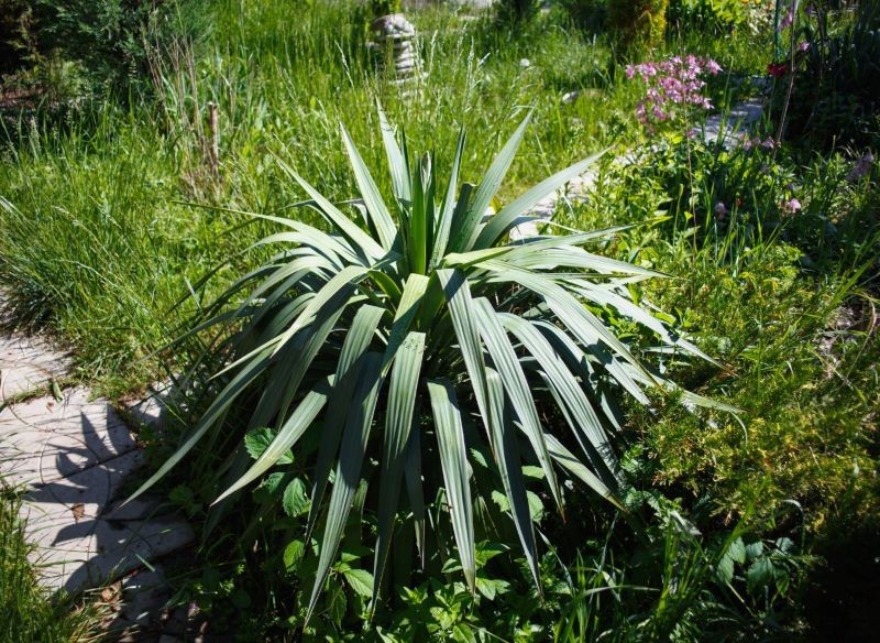 Juka, nawet gdy nie kwitnie, wygląda atrakcyjnie.