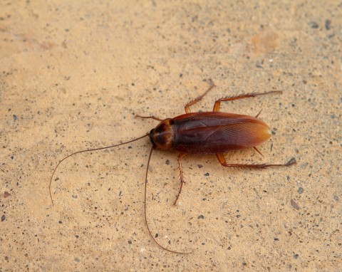 Jak szybko wytępić karaluchy? Środki i domowe sposoby