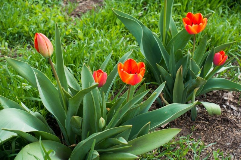 Co zrobić, by tulipany co roku wspaniale kwitły.