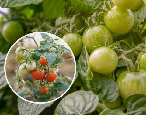 Pomidory samokończące - zalety i wady uprawy. Jak odróżnić pomidory samokończące