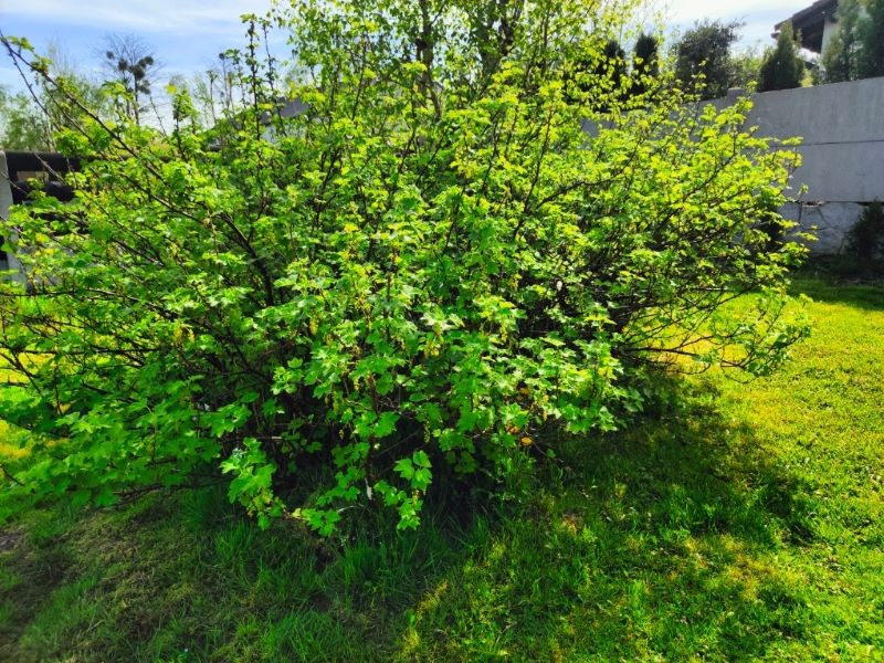 Jak pobudzić porzeczkę do owocowania?