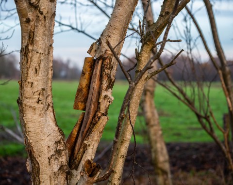 Co zrobić, gdy kora drzewa owocowego pęka? Domowy patent, który chroni uszkodzony pień