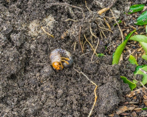 Jesień to najlepszy czas na zwalczanie szkodników glebowych. Przygotuj gnojówkę na pędraki