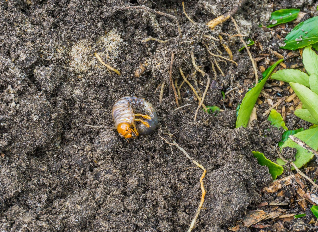  Raz-dwa pozbyłam się pędraków z ogrodu. Pomogła specjalna gnojówka