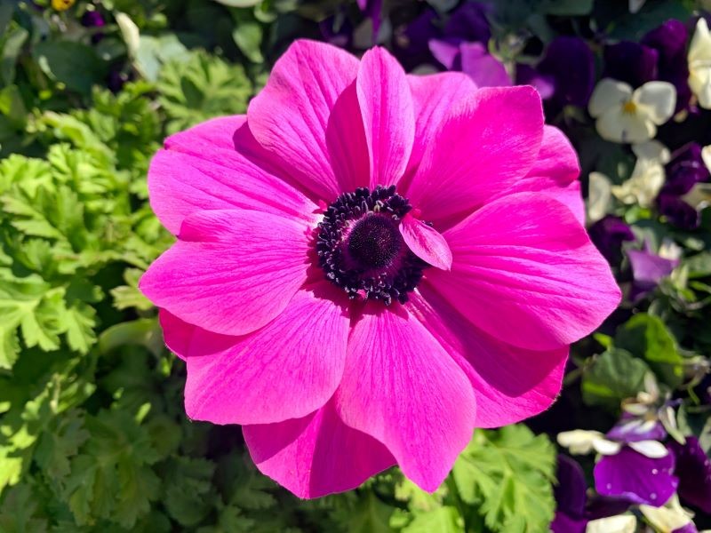 Zawilce wieńcowe najlepiej kwitną w słońcu.