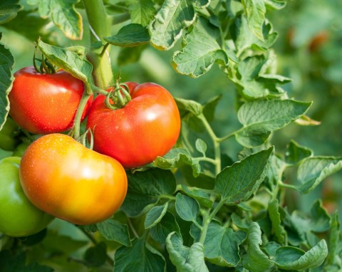 Pomidory - przegląd różnych odmian