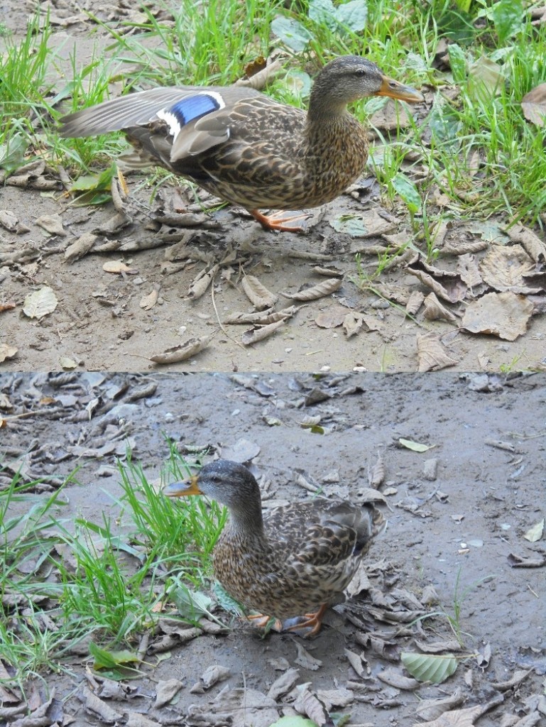 Pozostałe, FLORA i FAUNA  SZCZAWNICKA  - II część