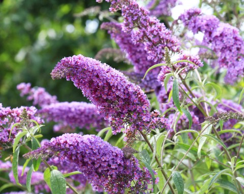 Czy motyli krzew może przemarznąć? Przygotuj budleję Dawida do zimy