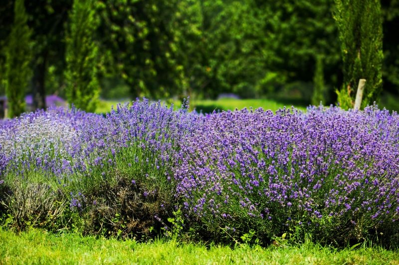 Warto przyciąć lawendę po zimie, aby obficie zakwitła latem.