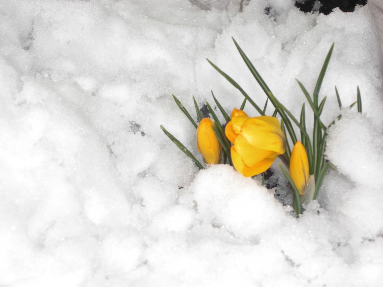 Pozostałe, PIERWSZY DZIEŃ WIOSNY........... - 21.03.2013