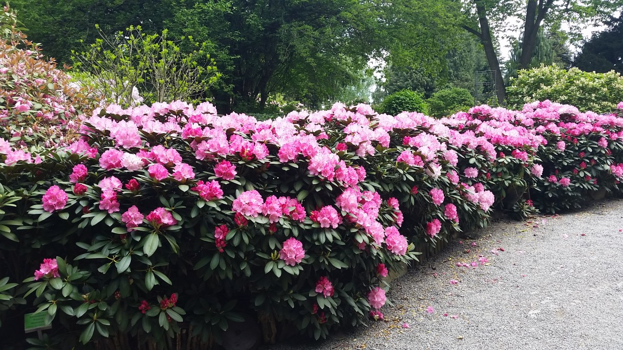 Pozostałe, Zakwitly rozaneczniki i azalie w arboretum