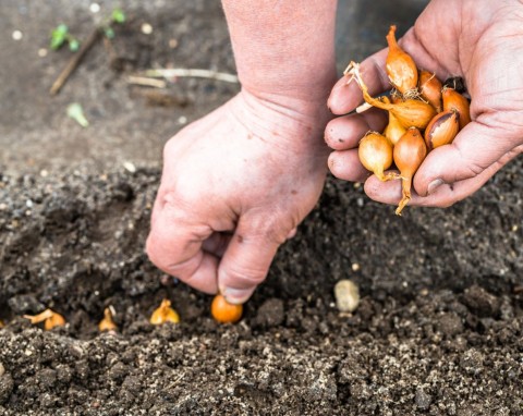 Dobrze wymocz cebulki, każda się ukorzeni i będzie zdrowo rosła. To najlepsza zaprawa zimowej cebuli