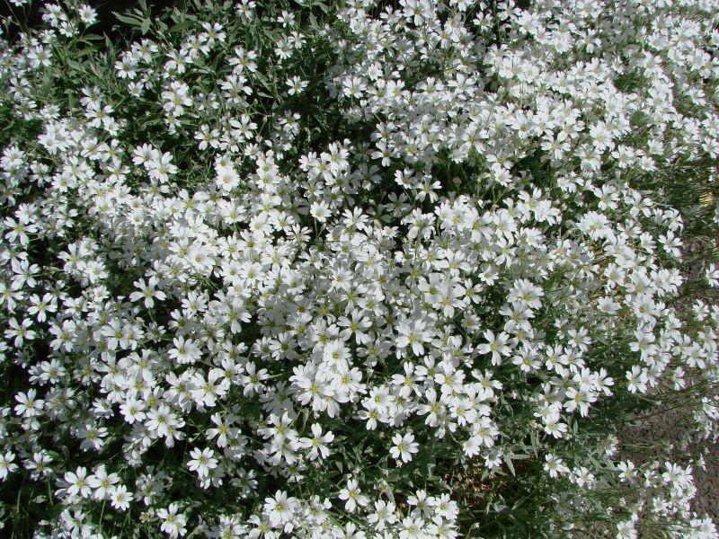 Rogownica kutnerowata w słonecznym ogrodzie zachwyca śnieżnobiałymi kwiatami.