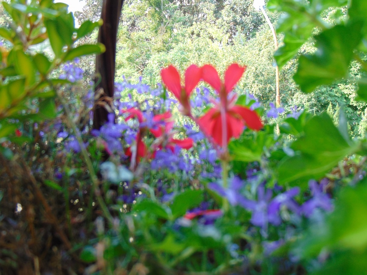 Rośliny, Pełnia lata ............... - ................i lobelia..............