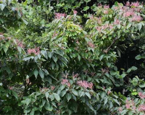 Aralia japońska (Aralia Elata)