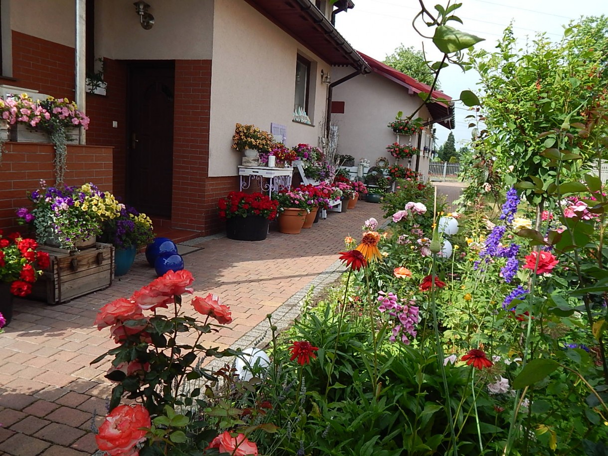 Ogród, FLOWER POWER :)