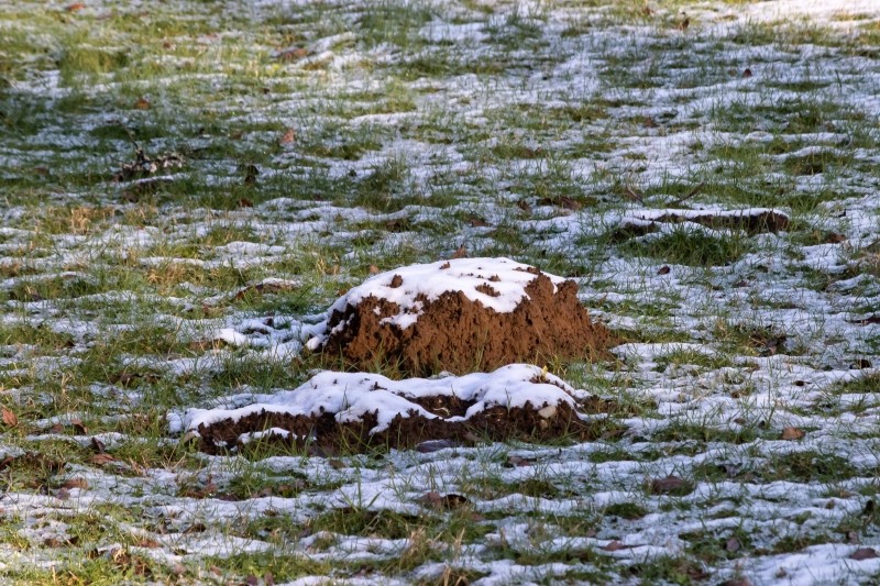 kret w ogrodzie zimą