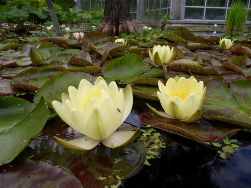 Pozostałe, Ogrod botaniczny