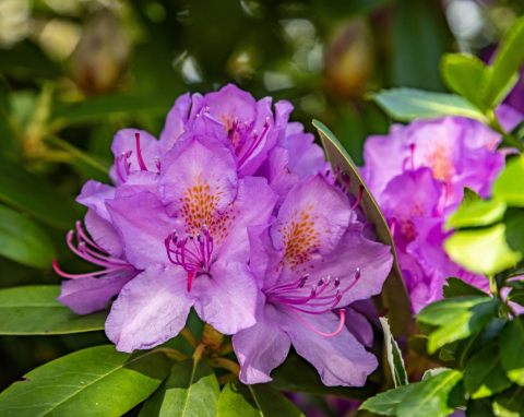 Co zrobić, żeby rododendron drugi raz zakwitł?