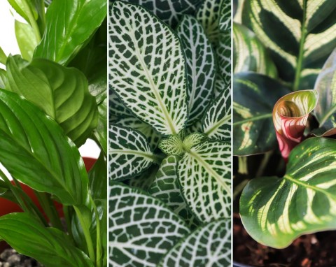 QUIZ Uważasz się za znawcę roślin doniczkowych? Sprawdź, czy potrafisz je rozpoznać po liściach