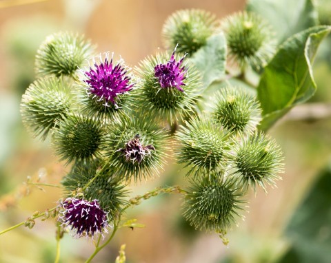 Łopian większy (Arctium lappa)