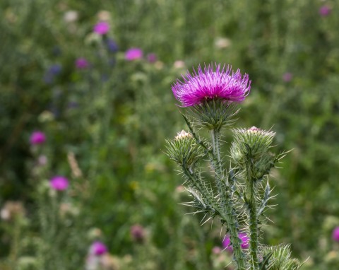 Ostropest plamisty (Silybum marianum)