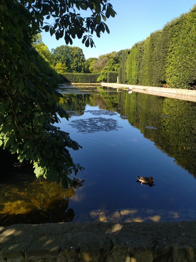 Rośliny, Jeszcze sierpniowa...........wciąż letnia galeria.......... - Lato powoli się kończy................słonka coraz mniej ..................w ogrodzie hortensje wybarwiają się na różowo ....................dojrzałe owoce kuszą .....................borówka już w słoikach ..............idzie jesień ................