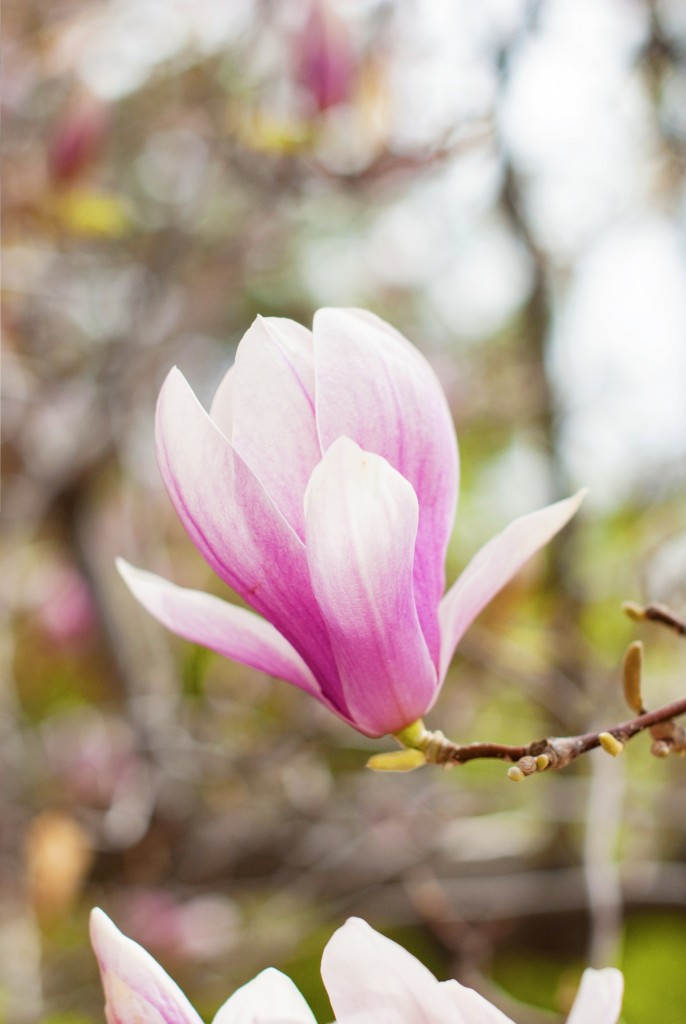 Rośliny, Urocza magnolia - Magnolia