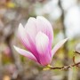 Rośliny, Urocza magnolia - Magnolia