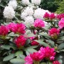 Pozostałe, Zakwitly rozaneczniki i azalie w arboretum