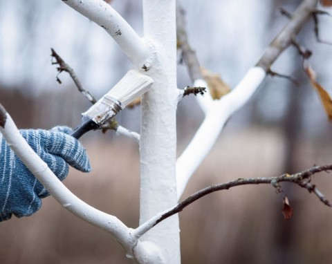 Bielenie drzew owocowych w styczniu. Zabieg w tych dniach przynosi najlepsze efekty