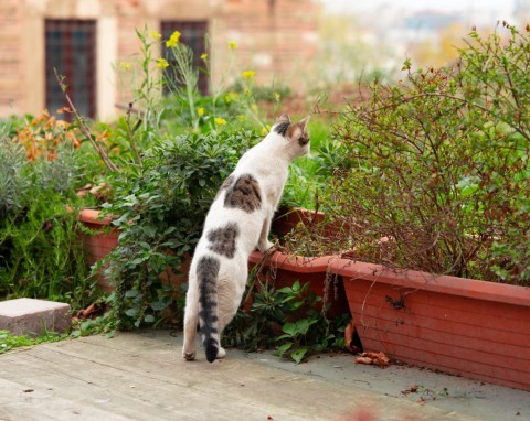 Koty w ogrodzie i na działkach ROD. Co zrobić, gdy niszczą rośliny?