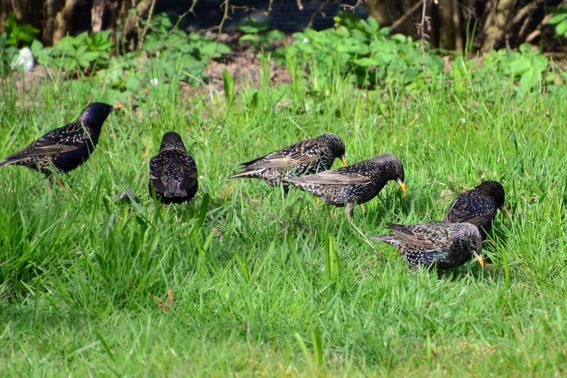 Szpaki ograniczają liczebność szkodników ogrodowych.