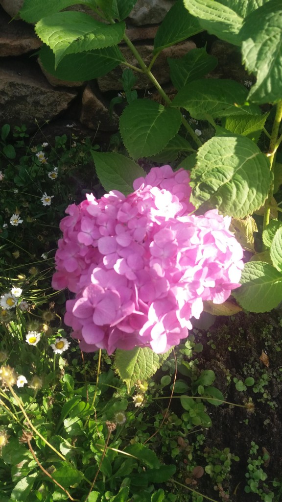 Ogród, Mój mały ogródek w letniej odsłonie - Moja piękna i pierwszy raz od posadzenia kwitnąca hortensja.