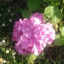 Ogród, Mój mały ogródek w letniej odsłonie - Moja piękna i pierwszy raz od posadzenia kwitnąca hortensja.