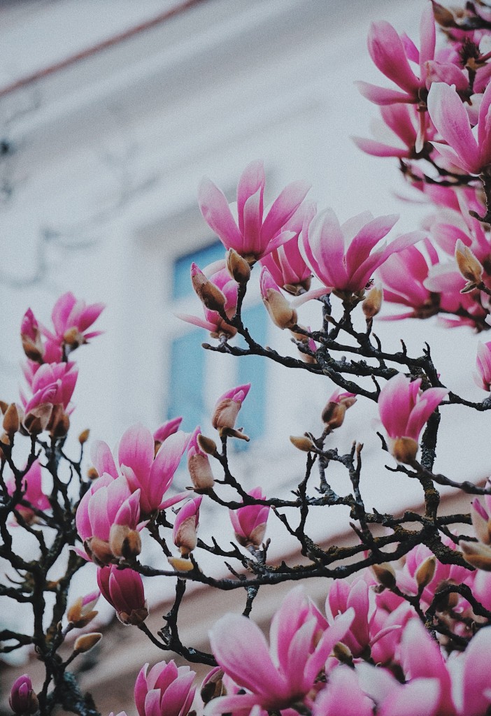 Rośliny, Urocza magnolia - Magnolia